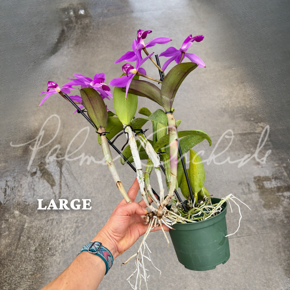 バラ　激レア　Pride of Jane Cattleya violacea 'Big Jane' — Palmer Orchids